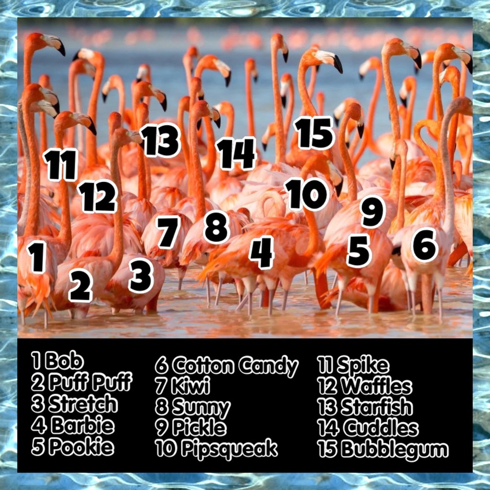 LISTING FULL! Check out Fri 🦩’s nxt door!Like NEW listing!🤗 Unlike this one!🎄 - Picture 6 of 17